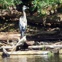 Heron and immature Cormorants